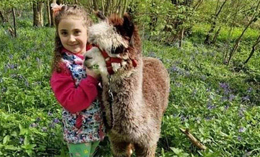 Image 8: Enjoy a Fun Farm Walk and Alpaca Meet for One, Two, or Four People