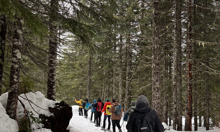 Image 8: Guided Snowshoeing in Mt St Helens or Mt. Hood for 4 Hours