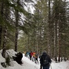 Image 8: Guided Snowshoeing in Mt St Helens or Mt. Hood for 4 Hours