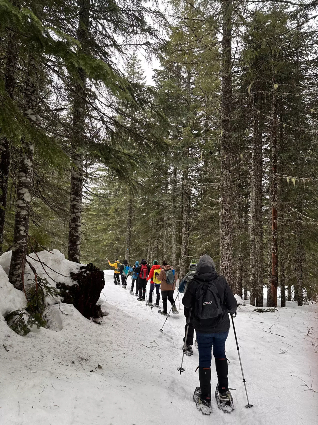 Guided Snowshoeing in Mt St Helens or Mt. Hood for 4 Hours
