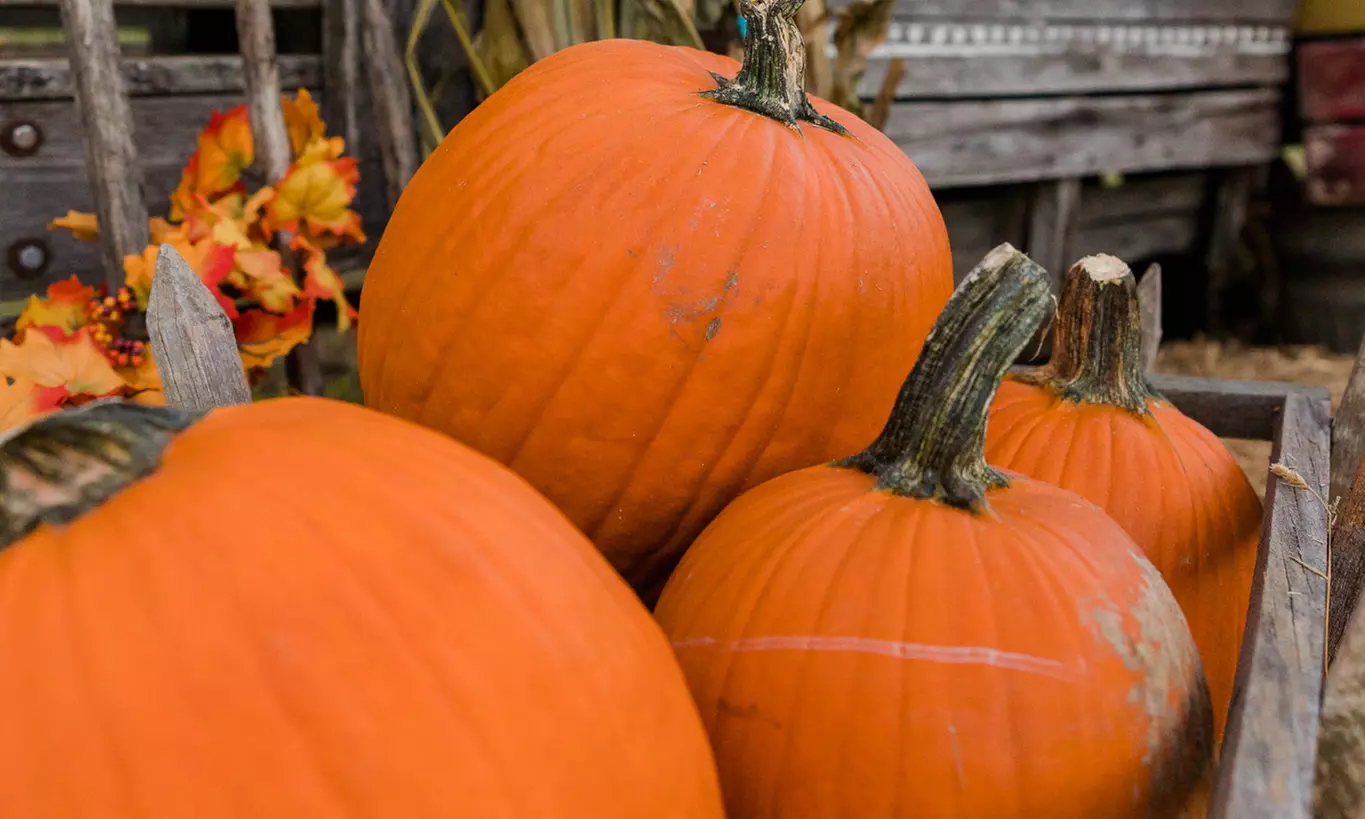 Fall Festival General Admissions for 1, 2, 4, or 6; (Valid Fri to Sun)