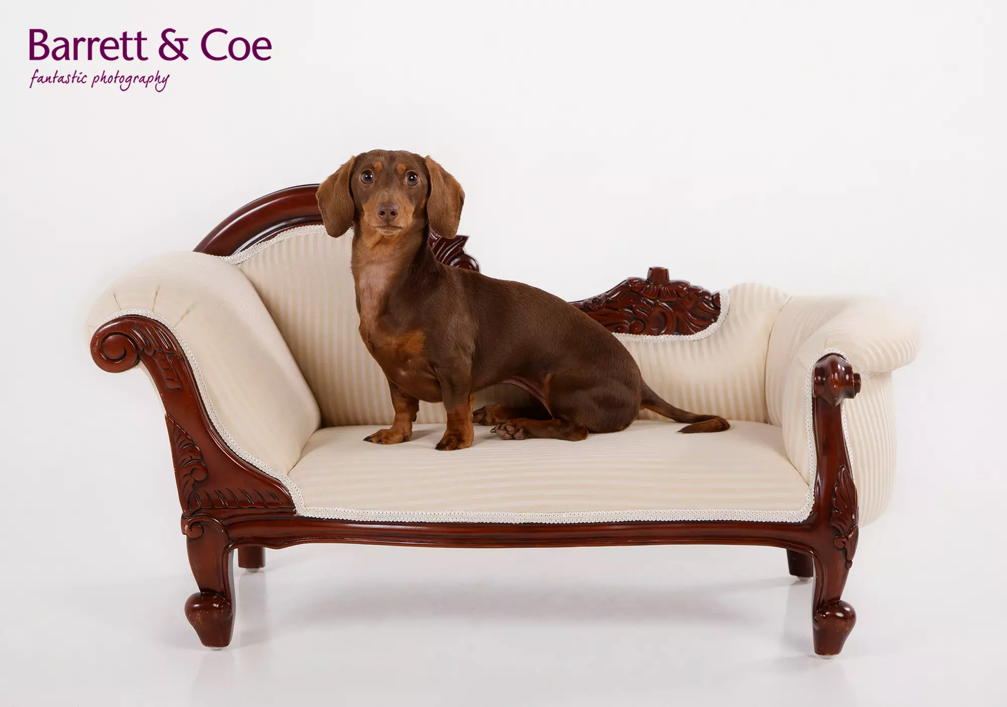 Pet Photoshoot I 8'' x 6'' Print I Barrett & Coe Studios