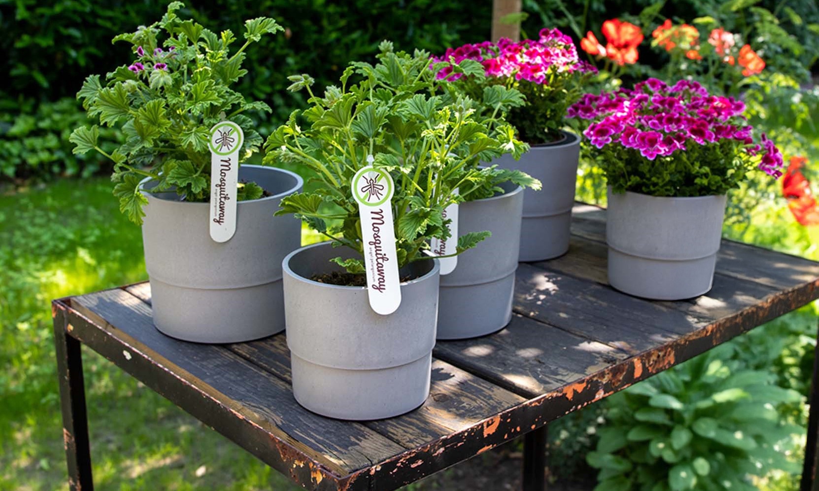 Lot de 3 ou 6 de géraniums anti-moustiques