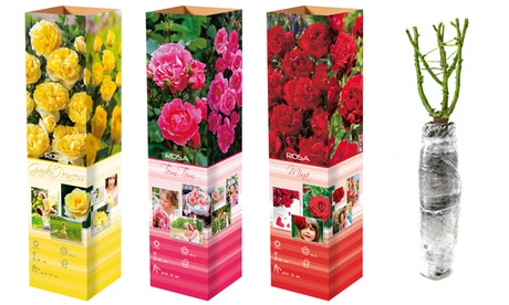 OH2 Plantas de rosas Polyantha,Set de 3 plantas , Garden Princess (flores amarillas), Pink