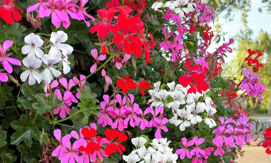 Image 4: Geranium Flower Power Trio - 3 or 6 Plants with Optional Tower Pot