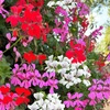 Image 4: Geranium Flower Power Trio - 3 or 6 Plants with Optional Tower Pot