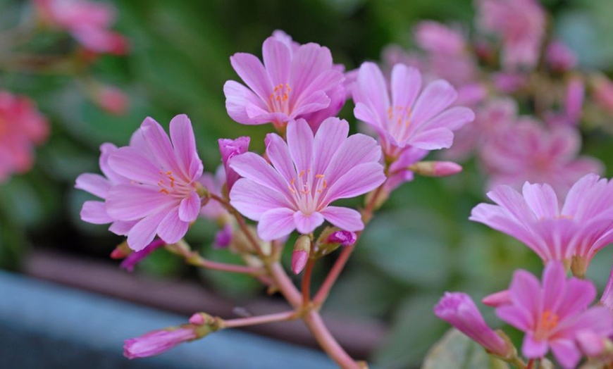 Image 8: 12 or 24 Pack Lewisia Cotyledon Elise Mixed Plugs