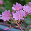 Image 8: 12 or 24 Pack Lewisia Cotyledon Elise Mixed Plugs