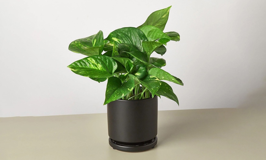 Image 17: Breathe Easier: Golden Pothos – Air-Purifying & Simple Care from House Plant Shop with Free Shipping Up to 15% Off
