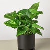 Image 17: Golden Pothos in 4", 6", and 8" Sizes with Free Shipping – Air-Purifying & Simple Care Plant Up to 15% Off