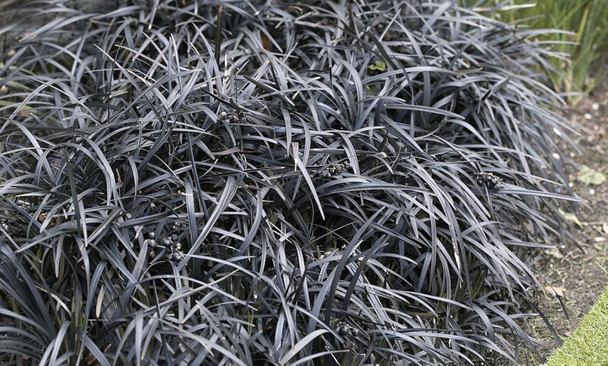 Image 2: Pack of Three Ophiopogon Black Mondo Grass potted Plants 