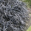 Image 2: Pack of Three Ophiopogon Black Mondo Grass potted Plants 