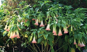 Brugmansia Single 9cm Pot