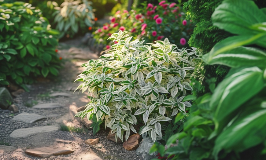Image 1: Plante de jardin Euonymus fortunei 'Harlequin'