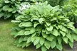 Hardy Heart-Shaped Hosta Bare Roots (Set of 6,12, or 24) - Second Medium