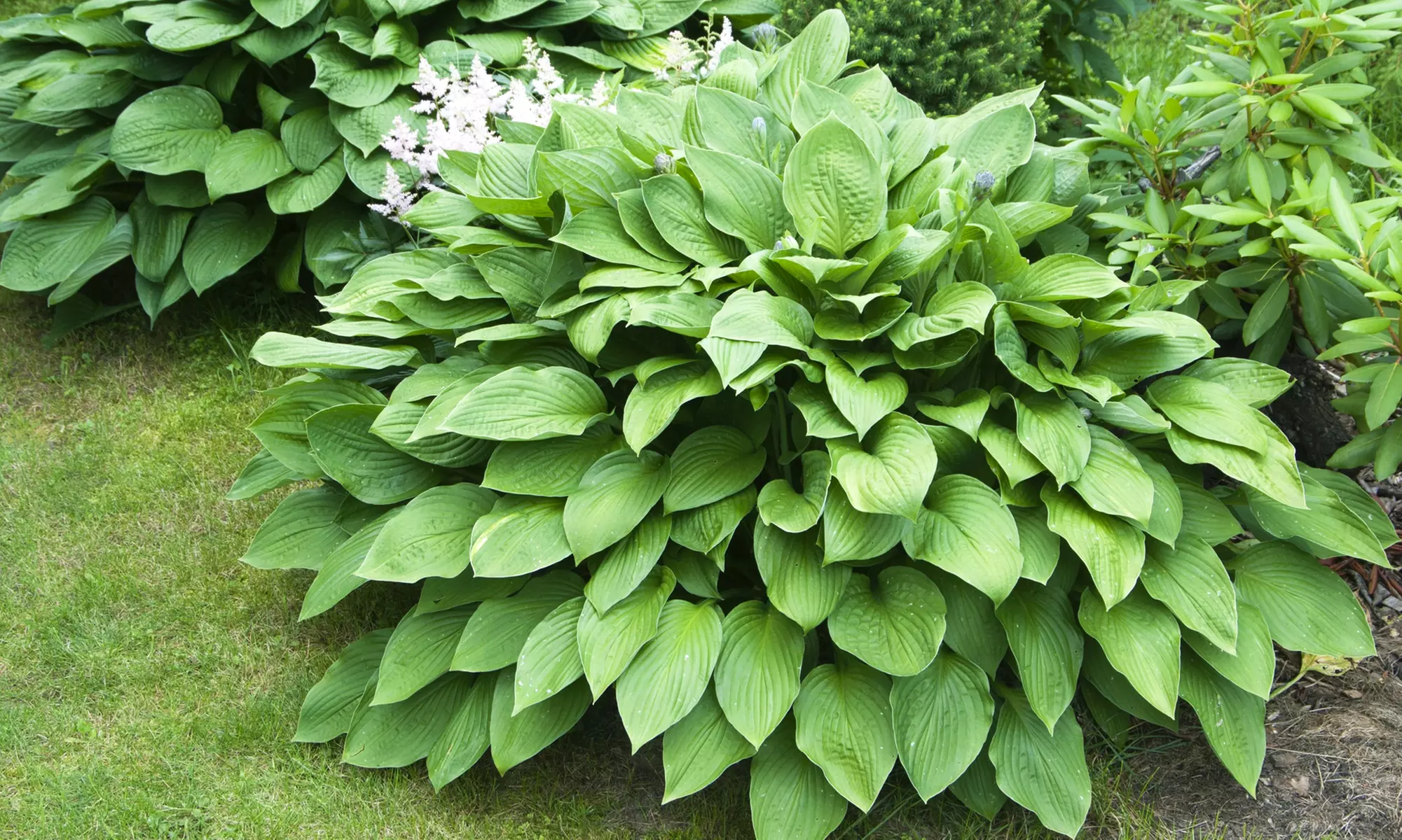 Hardy Heart-Shaped Hosta Bare Roots (Set of 6,12, or 24)