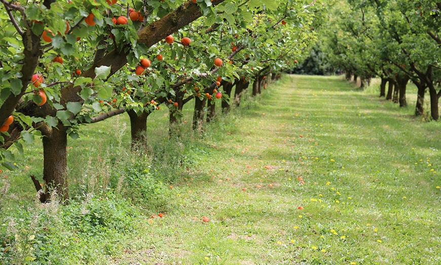 Image 5: Set van 3 of 5 XXL fruitbomen