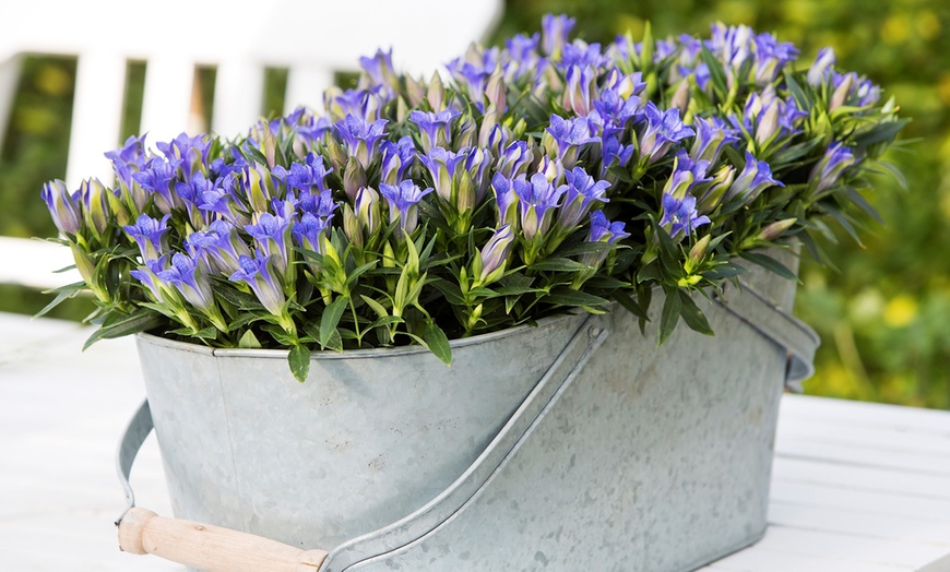 Image 1: Two Gentiana Blue Heart Plants