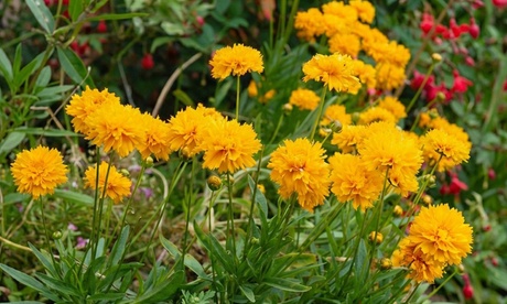 \Golden Summer Blooming Perennial Collection,6 Plugs