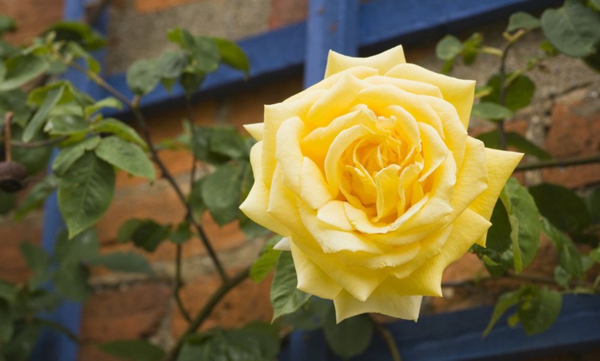 Image 4: Climbing Rose Trio Collection 