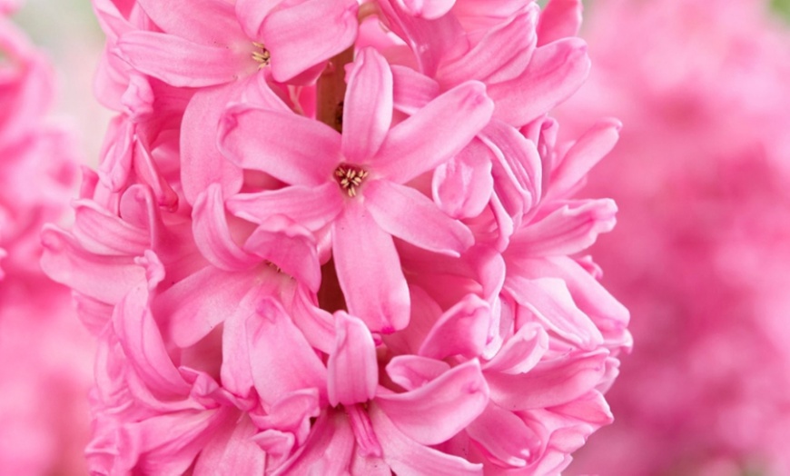 Image 1: Confezione di 25 bulbi con varietà di fiori color pesca e rosa