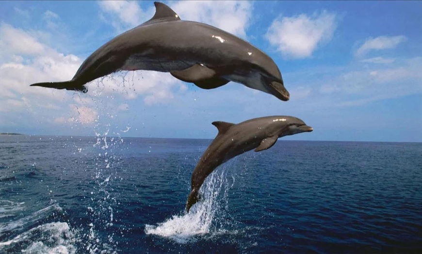 Image 10: 2 Hour Dolphin Daytime Tour 