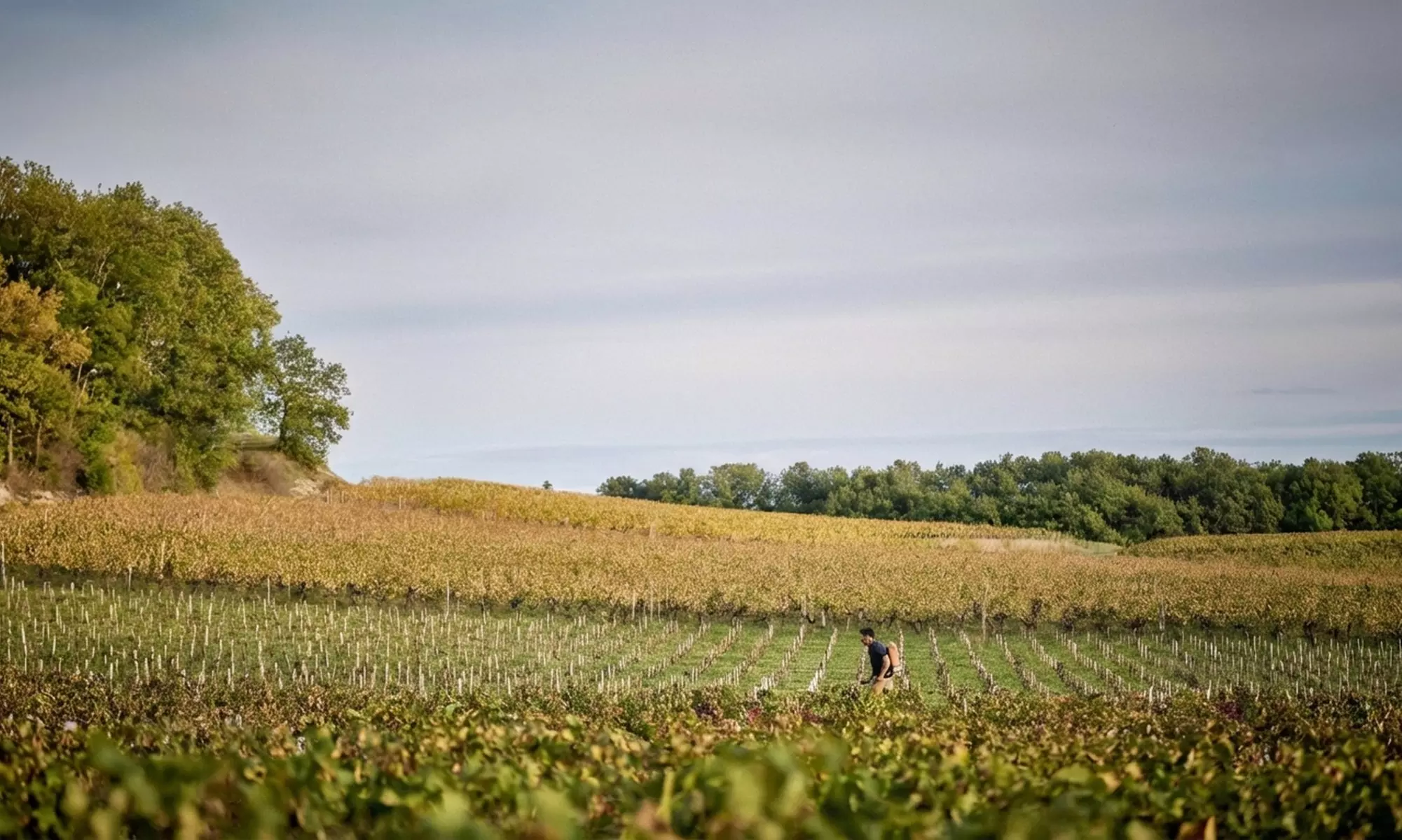 Domaine Baudon : visite guidée et dégustation de 5 cuvées avec planche