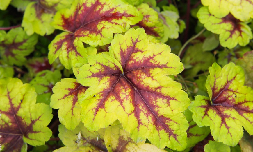 Image 2: Three or Six Plants of Heucherella Trailing Collection