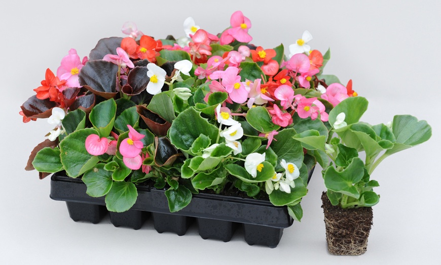 Image 15: Begonia Garden Ready Plants - 15 or 30 Plants