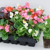 Image 15: Begonia Garden Ready Plants - 15 or 30 Plants