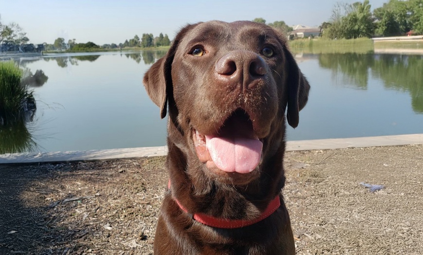 Image 2: Let Your Dog Explore with One or Five Luxury Paw-Venture Package 