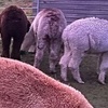 Image 5: Alpaca Adventure: Meet & Trek a New Fluffy Friend in Bishop Auckland