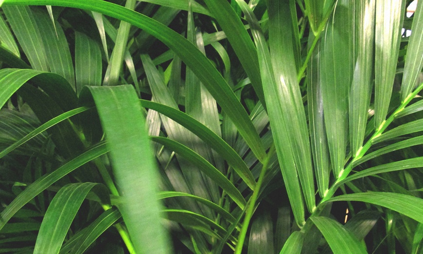 Image 2: Kentia-palm kamerplant