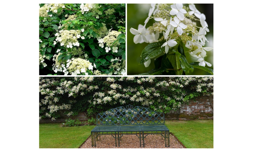 Image 2: Lot d'Hydrangea grimpant