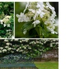 Image 2: Lot d'Hydrangea grimpant