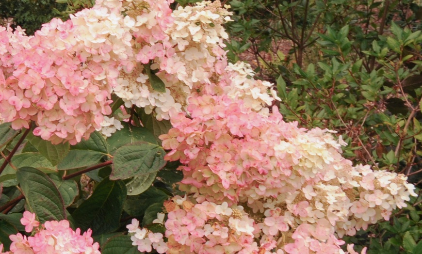 Image 7: Set van 3 hortensia planten