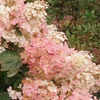 Image 7: Set van 3 hortensia planten