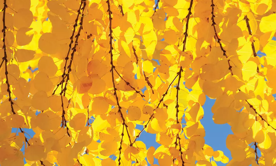 Colour-Changing Katsura Trees