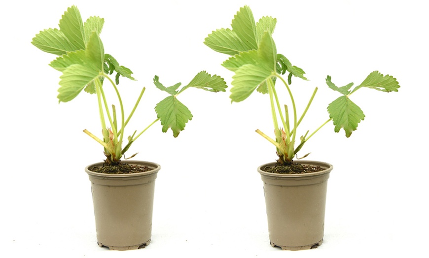 Image 8: Giant Strawberry Sweet Colossus - 1 or 2 Potted Plants