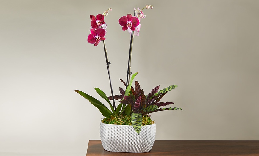 Image 12: Unique Plant Gifts FTD.com Same-Day Delivery Up to 58% Off