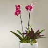 Image 12: Unique Live Plant Gifts FTD.com Same-Day Delivery Up to 55% Off