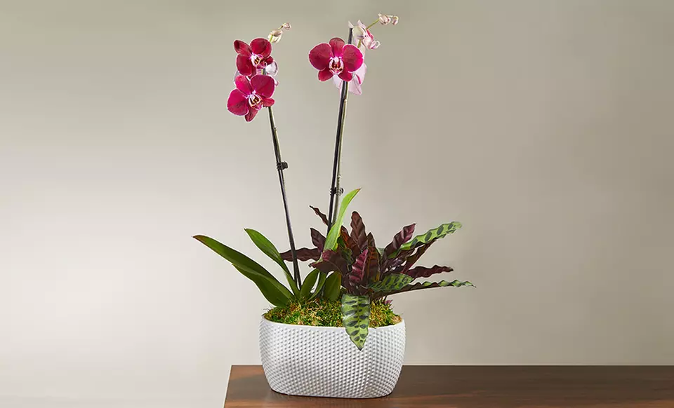 Unique Plant Gifts FTD.com Sustainable Succulents and Plants Lula’s Garden Collection Up to 55% Off