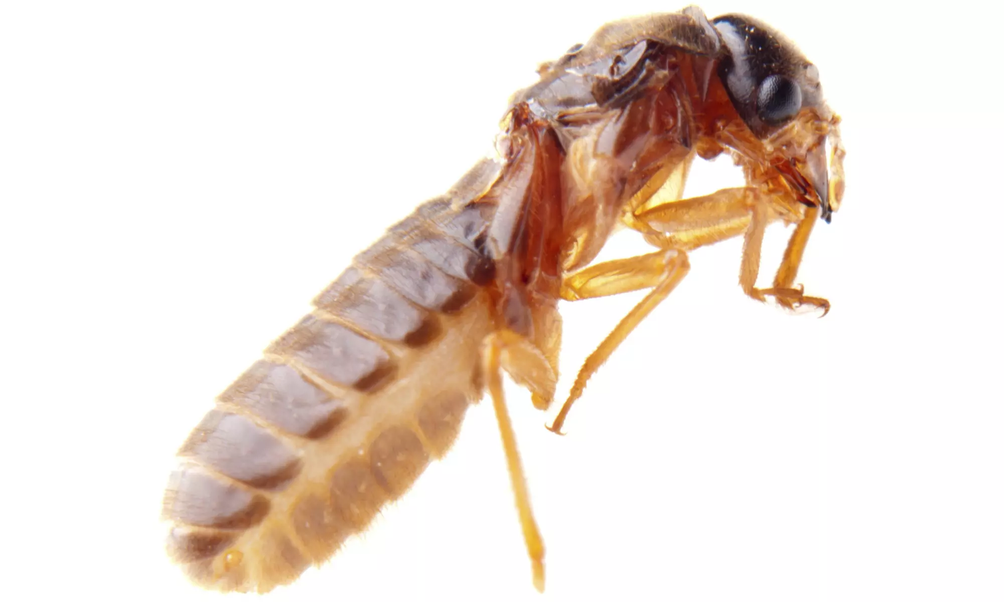 Complete-Home Termite Inspection from Paradise Pest Solutions Inc (79% Off) - Primary Image