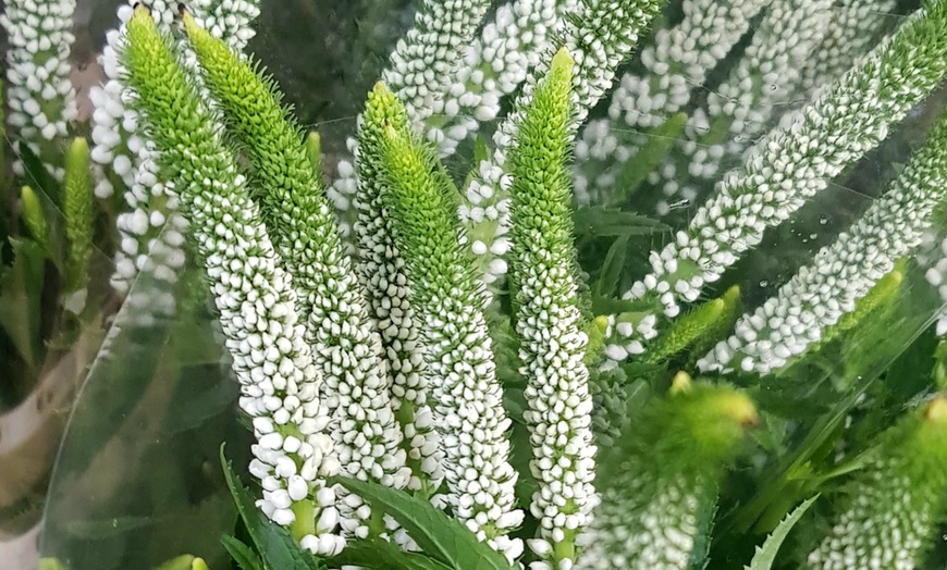 Image 2: Bordure NatureNest 'Yara'