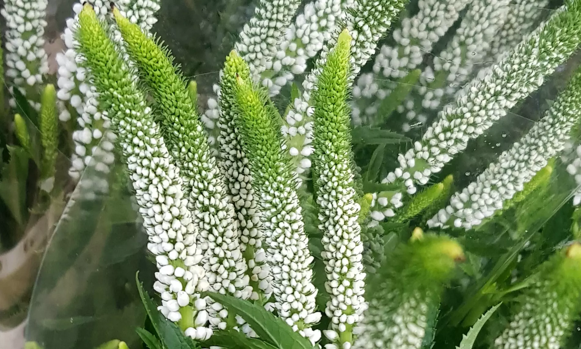 NatureNest 'Yara'-borderpakket