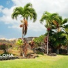 Image 3: ✈ 4-Day Hawaii: Big Island Escape with Air from Great Value Vacations 