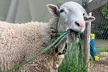 Relaxing Sunset Animal Walk Experience at Rescue Ranch with Sheep or Goat Companions! - Second Medium