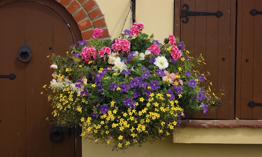 Image 5: 5, 10 or 20 Hanging Basket Mixed Collection Plants