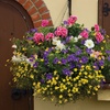 Image 5: 5, 10 or 20 Hanging Basket Mixed Collection Plants