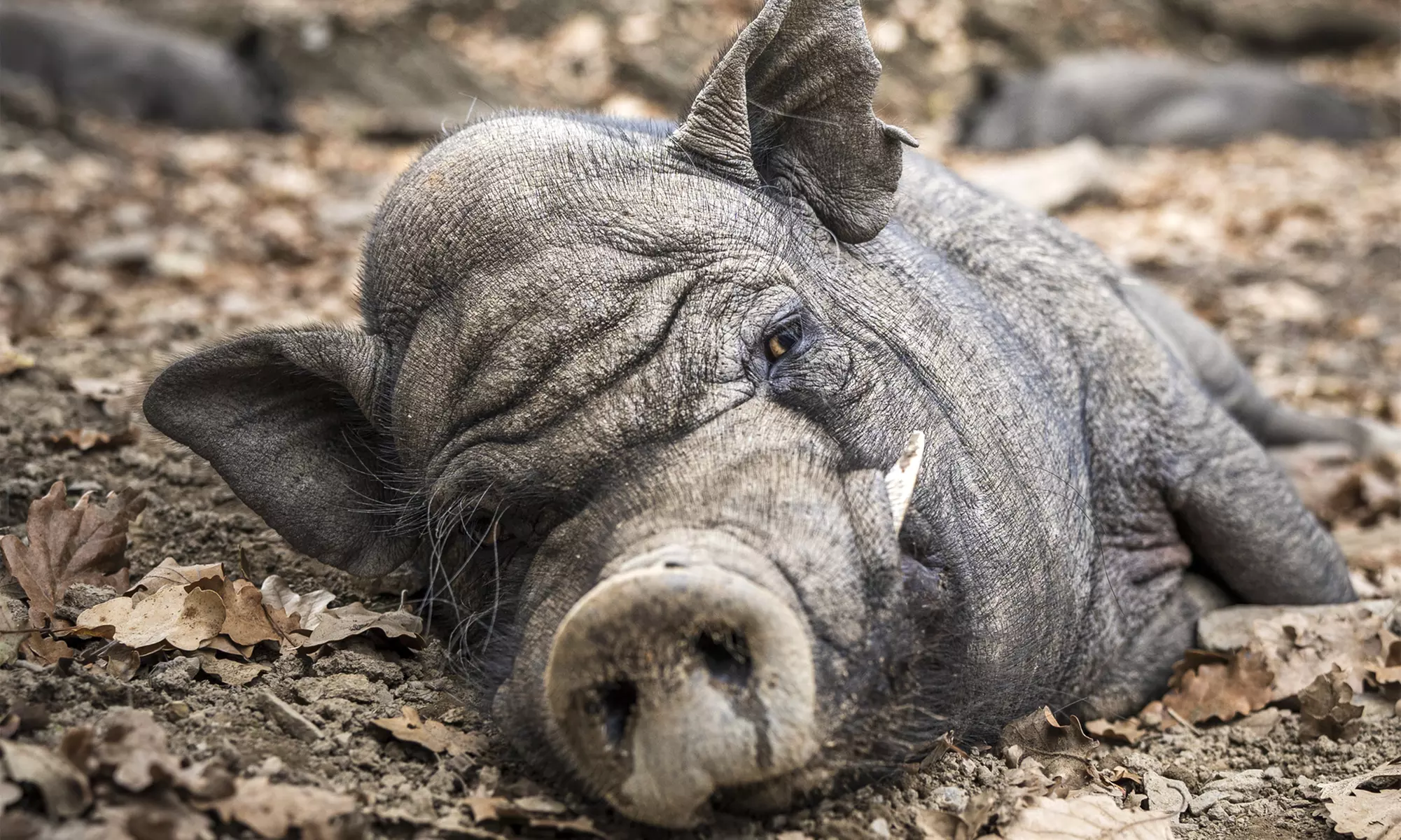 Entrée pour le Parc’Ours : balade nature et animaux des Pyrénées